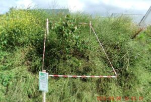 JAPANESE KNOTWEED SURVEYED AND MARKED OUT