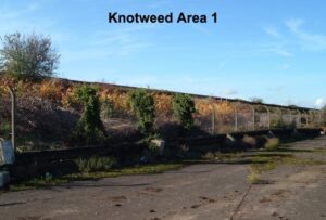 site visit at knotweed area