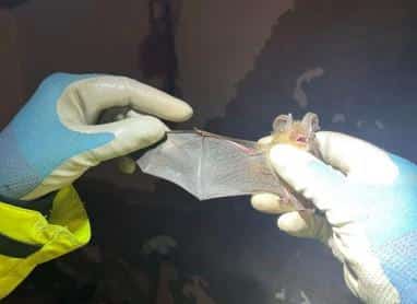 COMMON PIPISTRELLE BAT RELOCATION at Harrow Estate Woodford Aerodrome